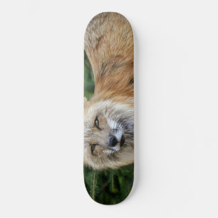 Wild Fox Skateboard
