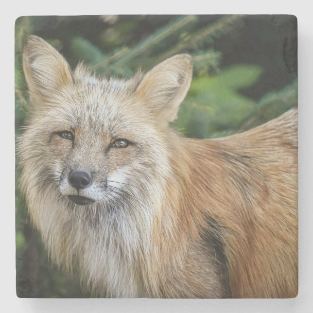 Wild Fox Stone Coaster (Front)