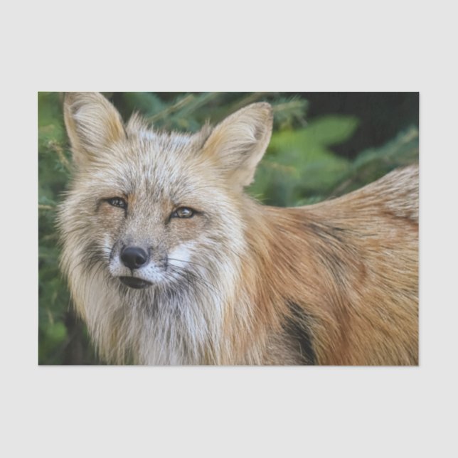 Wild Fox Tissue Paper (Front)