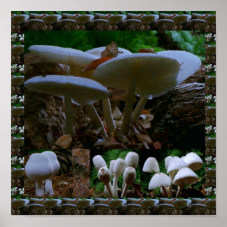 Wild Fresh MUSHROOM Fungi : Exotic Photography Poster