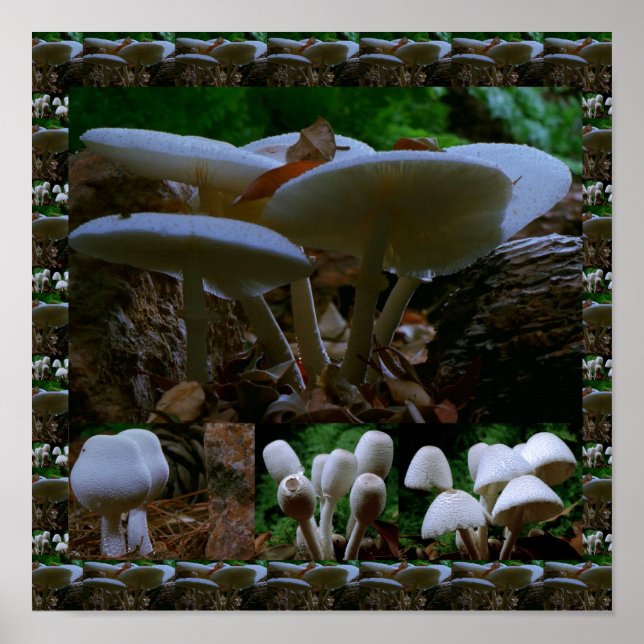 Wild Fresh MUSHROOM Fungi : Exotic Photography Poster (Front)