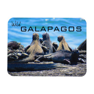 wild galapagos iguanas magnet