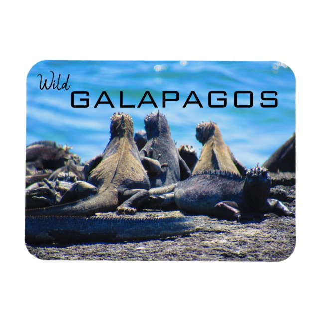 wild galapagos iguanas  magnet (Horizontal)