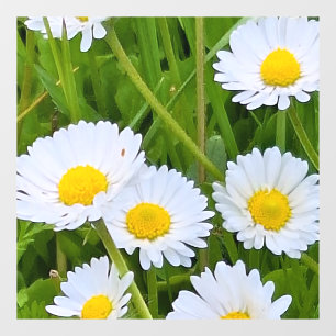 Wild Garden Flowers Romania – Nature Photography