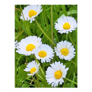Wild Garden Flowers Romania – Nature Photography Photo Print