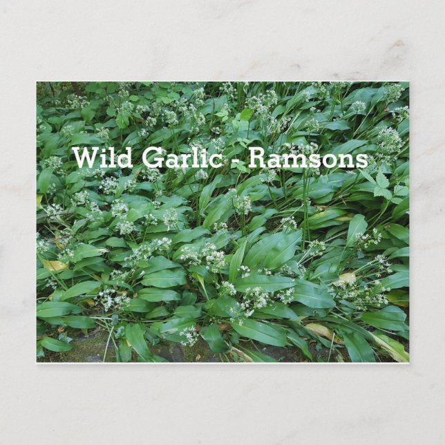 Wild Garlic - Ramsons Postcard (Front)