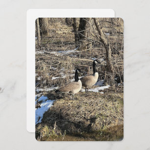 Wild Geese Holiday Card