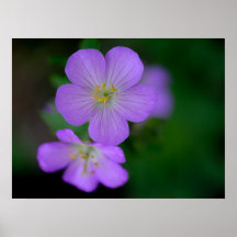 Wild Geranium Poster