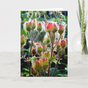 Wild Geranium seed pods Card