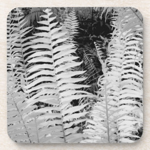 Wild giant leather fern, Florida, USA. Coaster