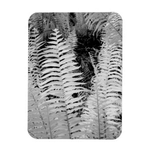 Wild giant leather fern, Florida, USA. Magnet