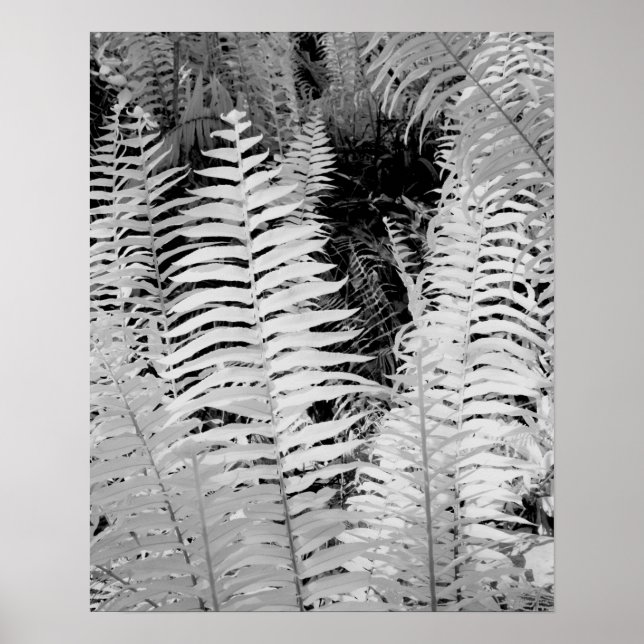 Wild giant leather fern, Florida, USA. Poster (Front)