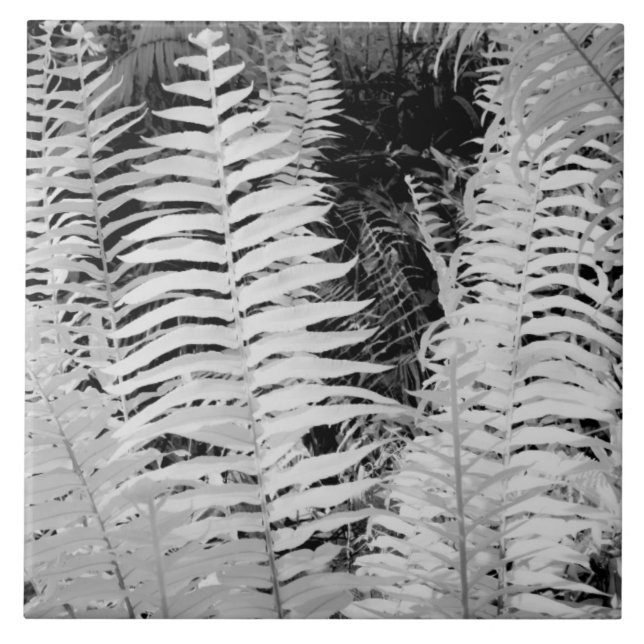 Wild giant leather fern, Florida, USA. Tile (Front)