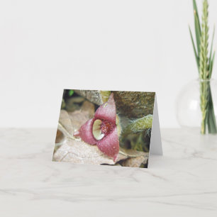 Wild Ginger Flower Note Card