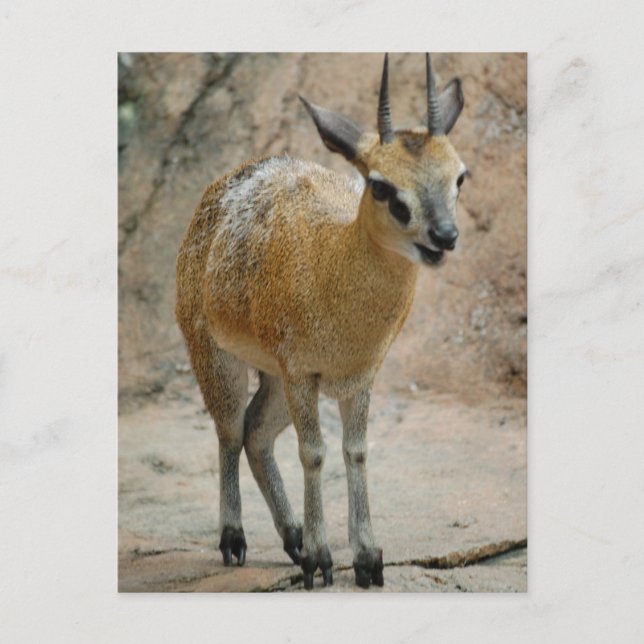 Wild Goats Postcard (Front)