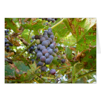 Wild Grapes