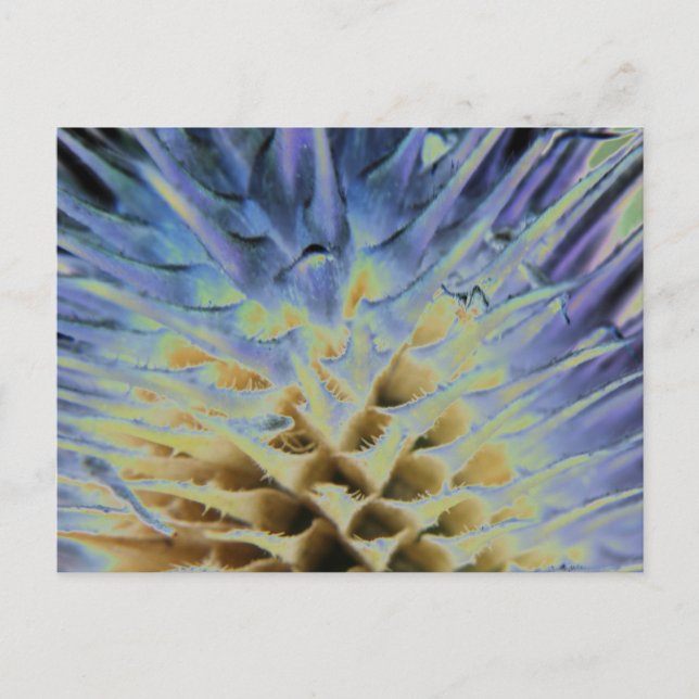 Wild Grass Explosion Postcard (Front)