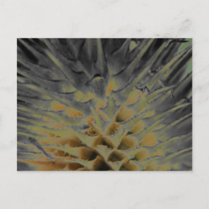 Wild Grass Supernova Postcard