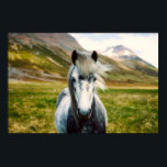 Wild Gray Horse Poster<br><div class="desc">Wild Gray Horse</div>
