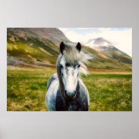 Wild Gray Horse