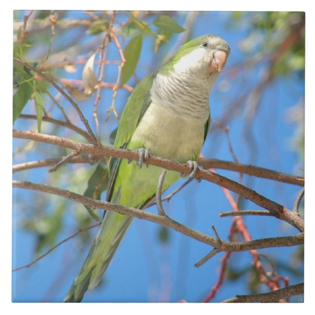 Wild green Quaker Parrot Tile (Front)