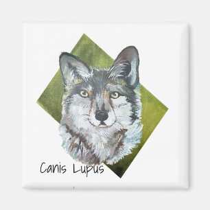 Wild Green Realistic Grey Wolf Canis Lupus Art Magnet