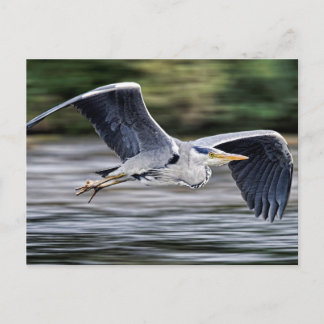 Wild Grey Heron Bird in Flight Photograph Postcard