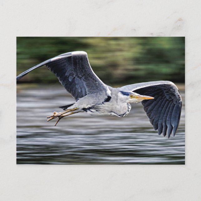 Wild Grey Heron Bird in Flight Photograph Postcard (Front)