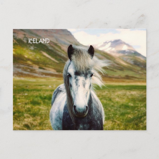 Wild Grey Horse Postcard (Front)