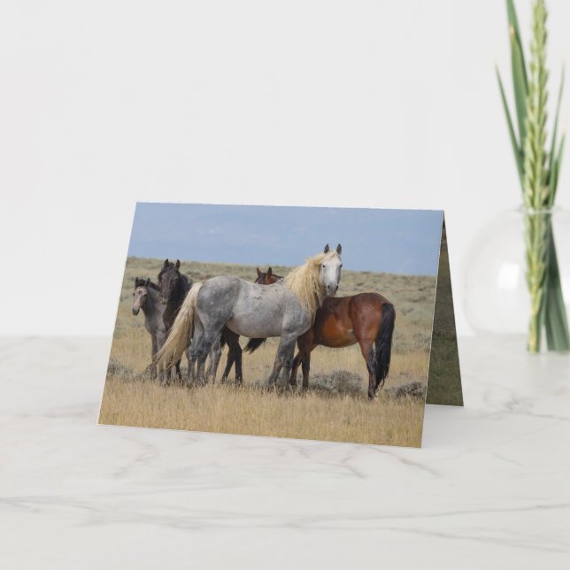 Wild Grey Stallion Protects His Mares Card (Front)