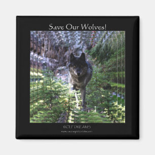 Wild Grey Wolf Save Our Wolves! Magnet