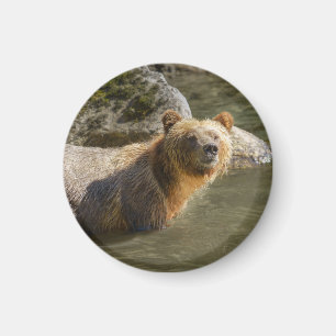 Wild Grizzly Bear At The Orford River Magnet
