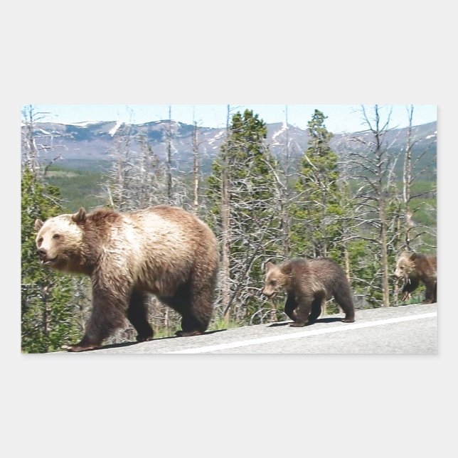 Wild Grizzly Bear Mama and Cubs in Yellowstone Rectangular Sticker (Front)