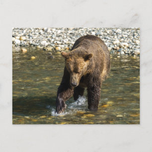 Wild Grizzly Trying To Catch Salmon At The Toba In Holiday Postcard