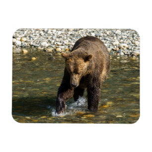Wild Grizzly Trying To Catch Salmon At The Toba In Magnet
