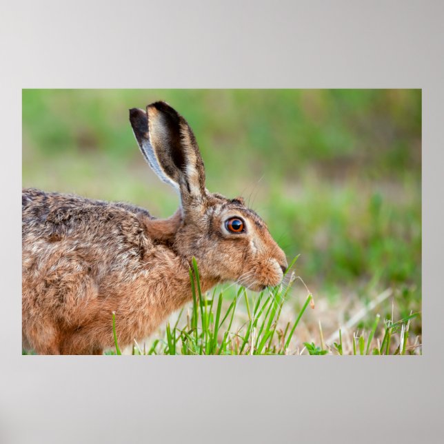 Wild hare close up eating grass in UK Poster (Front)