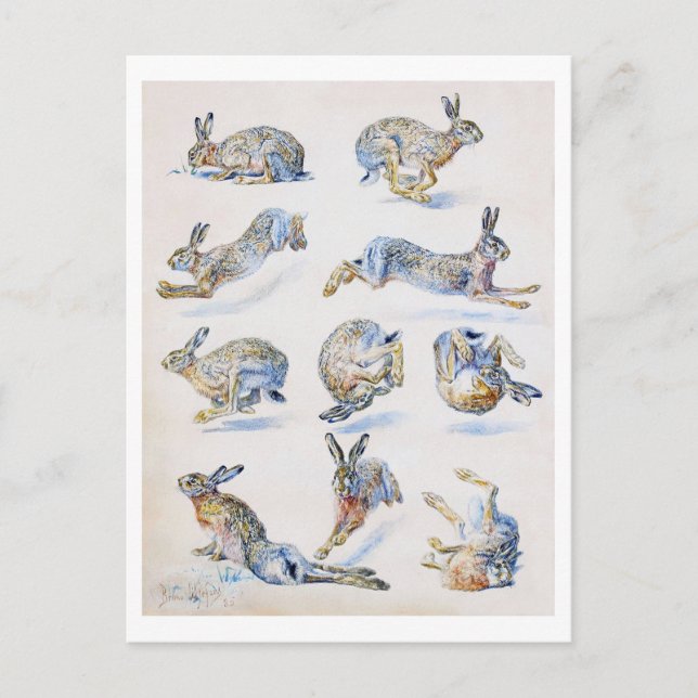 Wild Hare (Rabbit) Studies, Bruno Liljefors Postcard (Front)