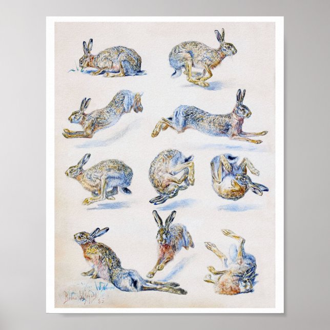 Wild Hare (Rabbit) Studies, Bruno Liljefors Poster (Front)