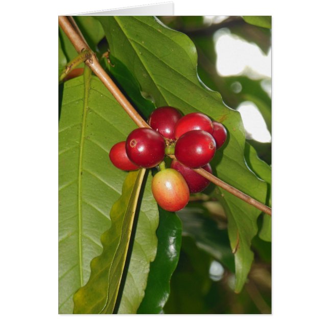 Wild Hawaiian Coffee Cherries (Front)
