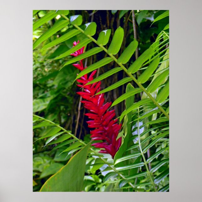 Wild Hawaiian Ginger & Ferns Poster (Front)