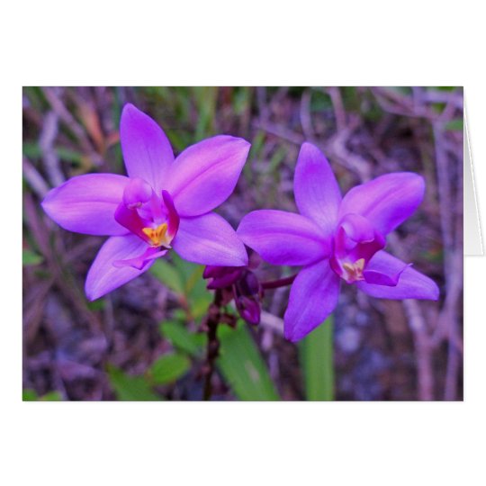 Wild Hawaiian Orchids Card