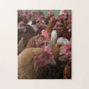 Wild Hen Chicken Family Group Close Look Up Farm Jigsaw Puzzle