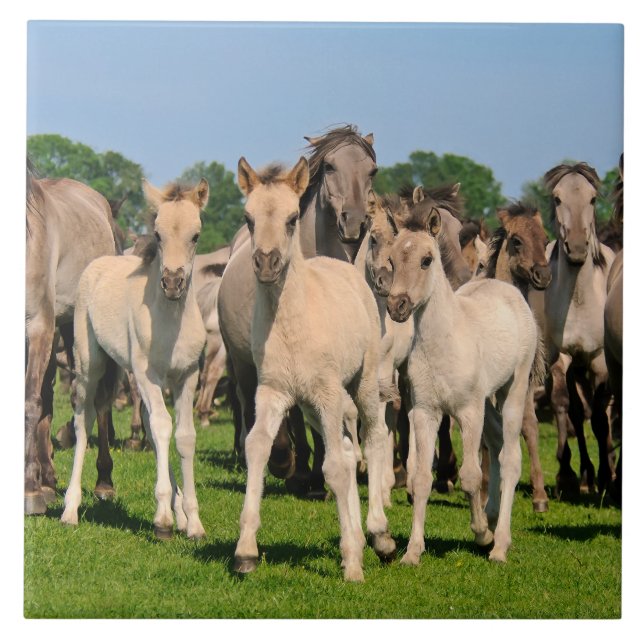 Wild Herd Grullo Colour Dulmen Horses Foals Photo  Ceramic Tile (Front)