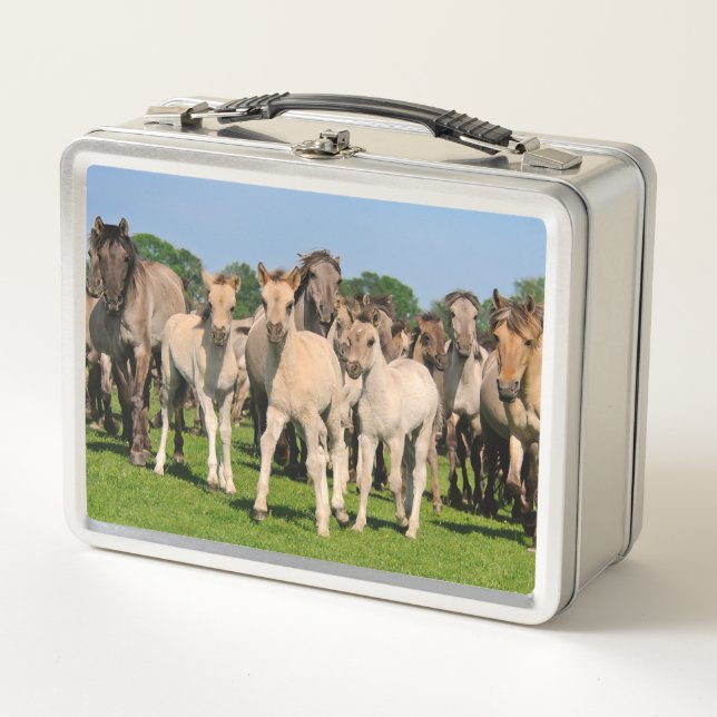 Wild Herd Grullo Coloured Dulmen Horses Foals Phot Metal Lunch Box (Front)