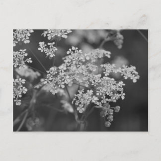 "Wild Hog Weed" Postcard