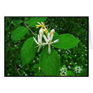 Wild Honeysuckle