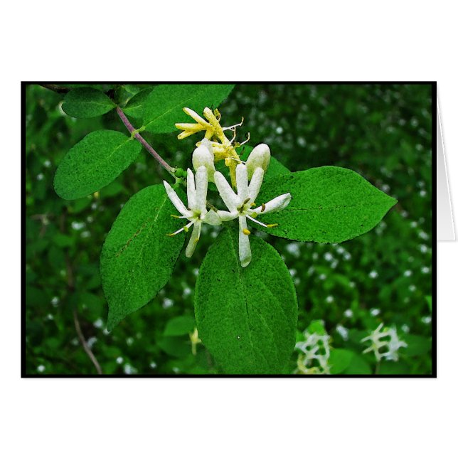 Wild Honeysuckle (Front Horizontal)