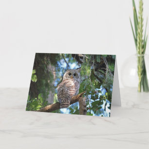 Wild Hoot Owl Staring in the Forest Card