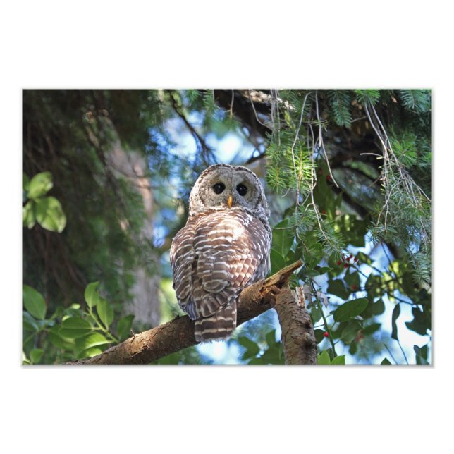 Wild Hoot Owl Staring in the Forest Photo Print (Front)
