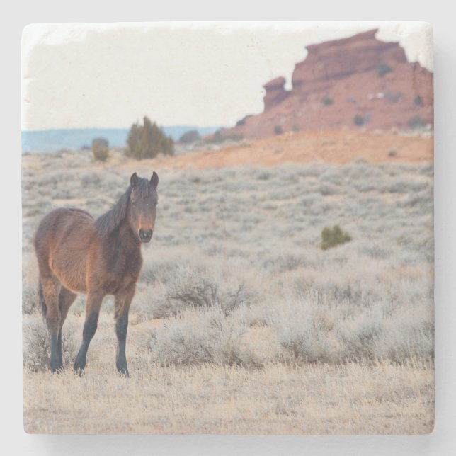 Wild Horse Foal Coaster (Front)